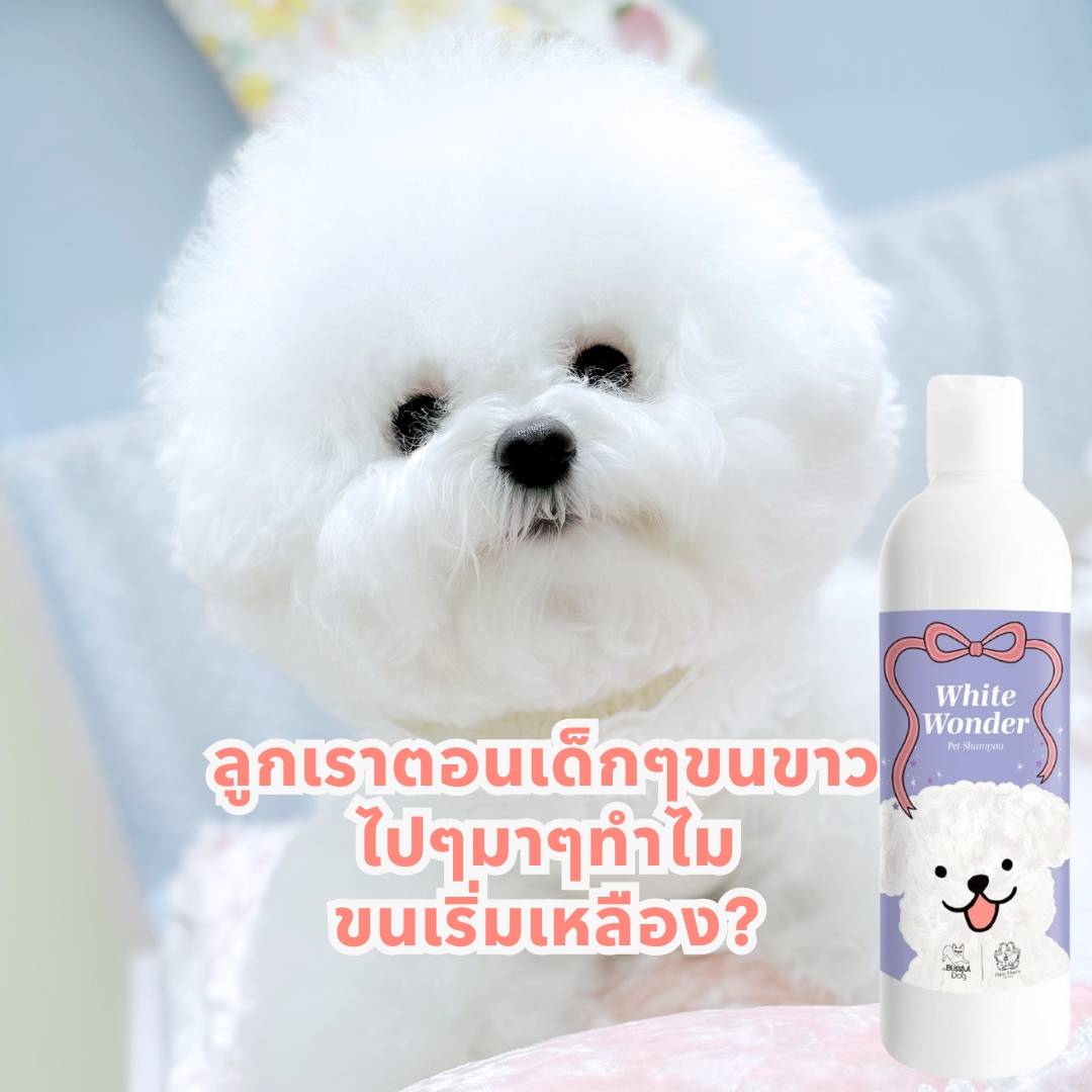 White Wonder Pet Shampoo