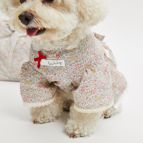 Louisdog (SM) Liberty Kaite