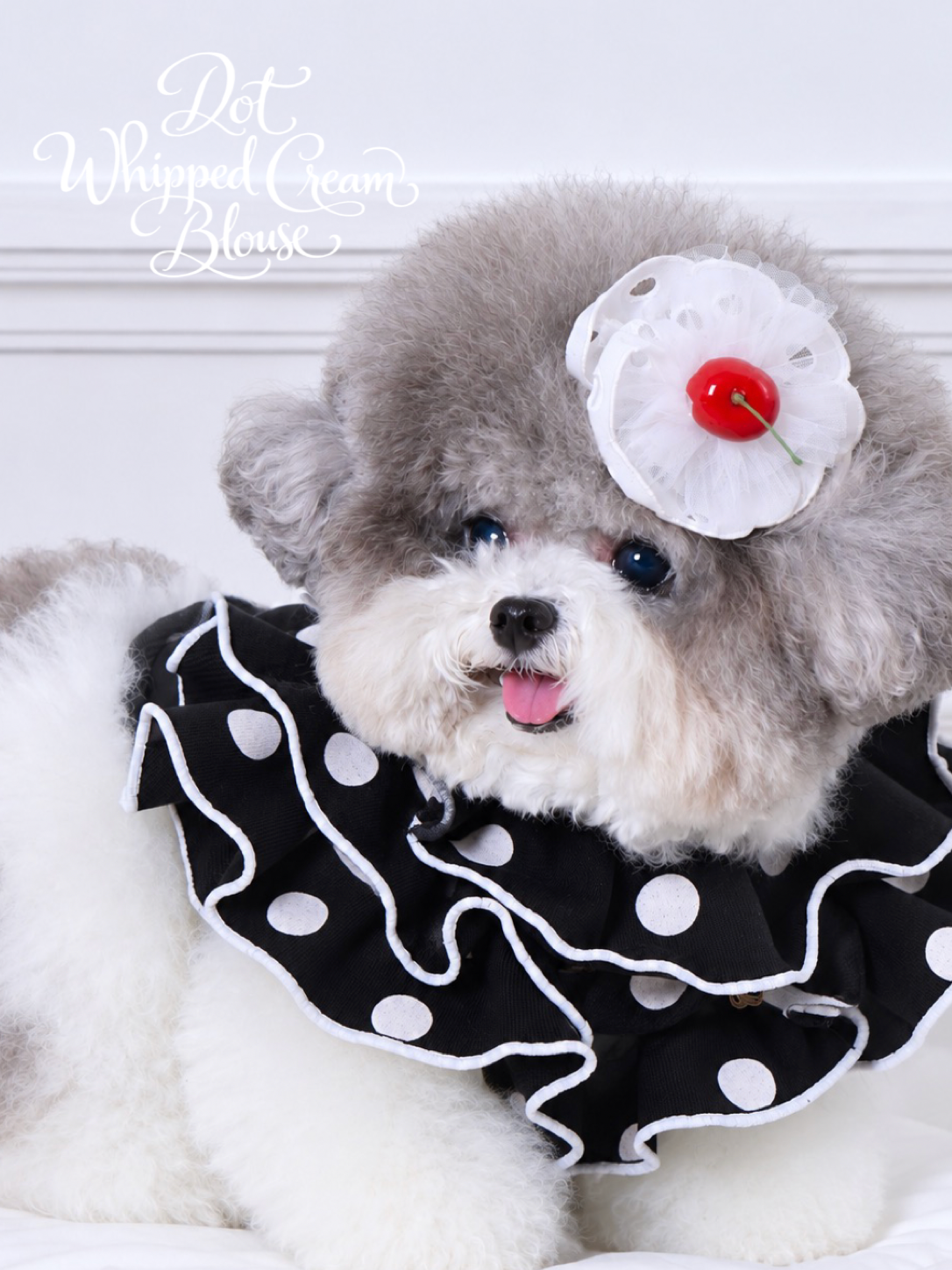 Black with White Dots Dot Whipped Cream Blouse