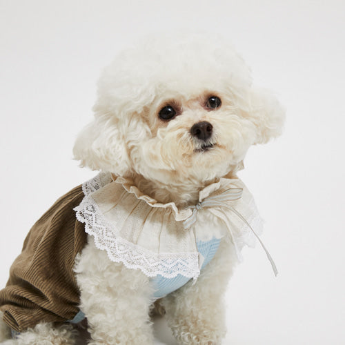 Louisdog (M)Beige Charlotte Collar