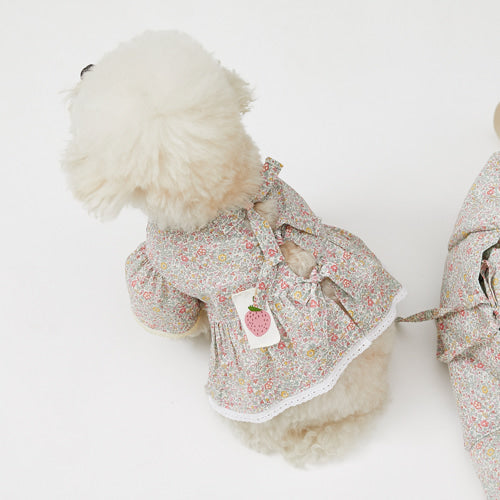 Louisdog (SM) Liberty Kaite