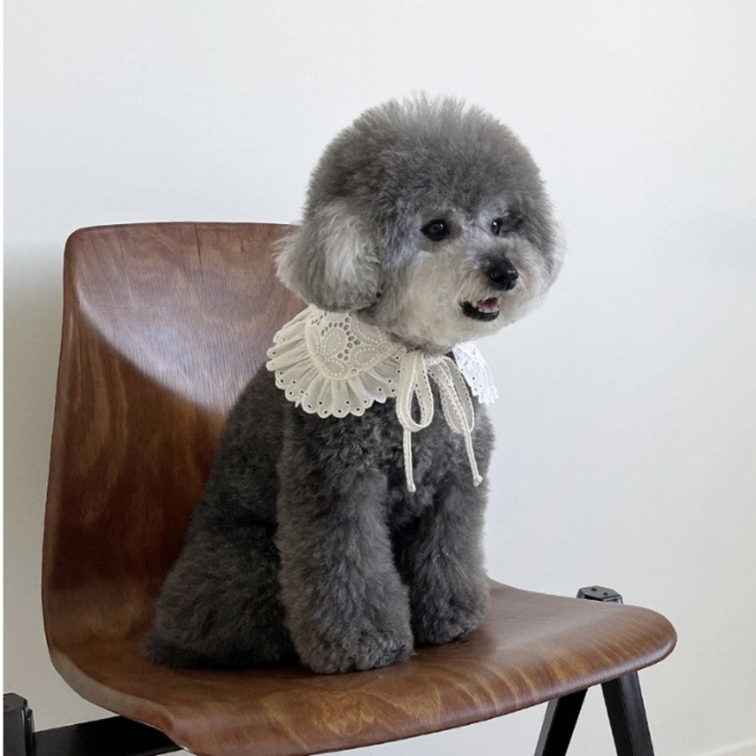 Ivory Iberis collar