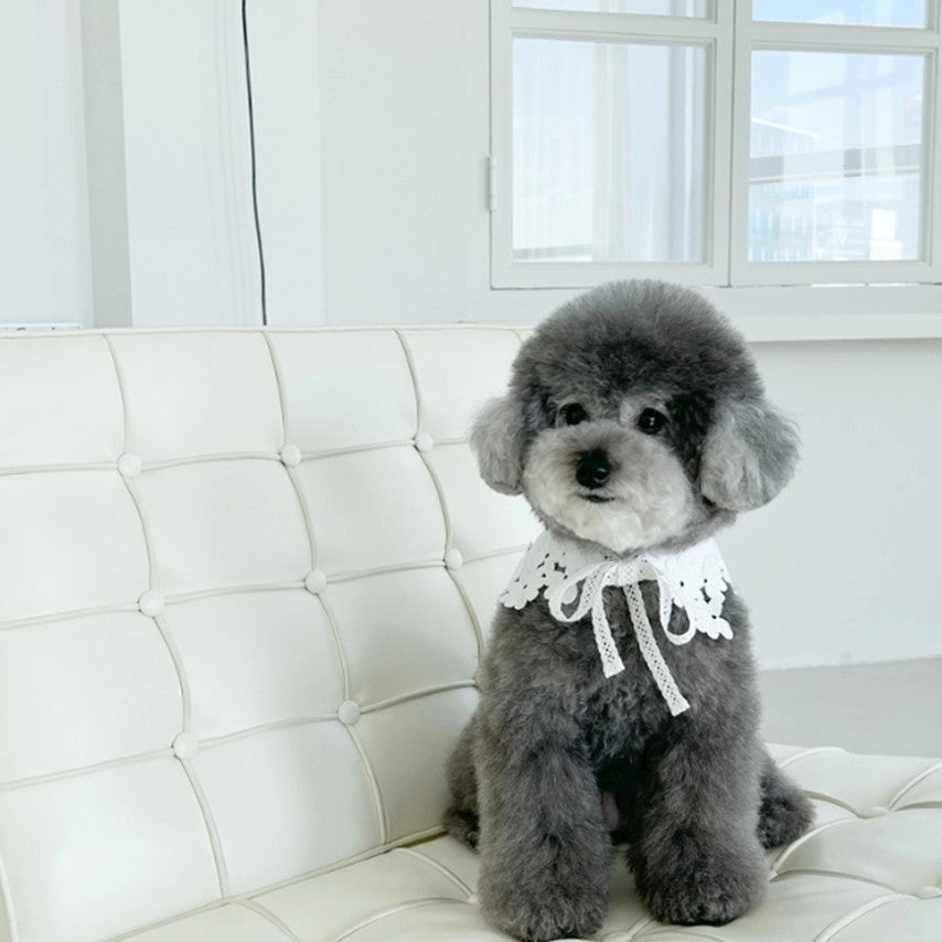 White Cooz Collar