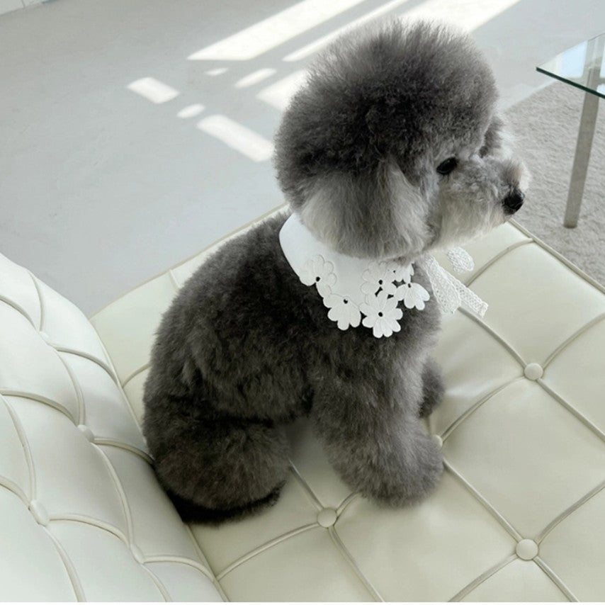 White Cooz Collar