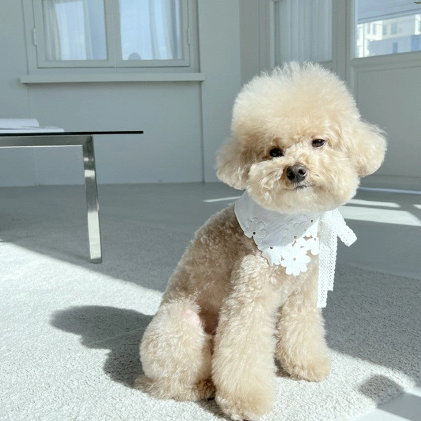 White Cooz Collar