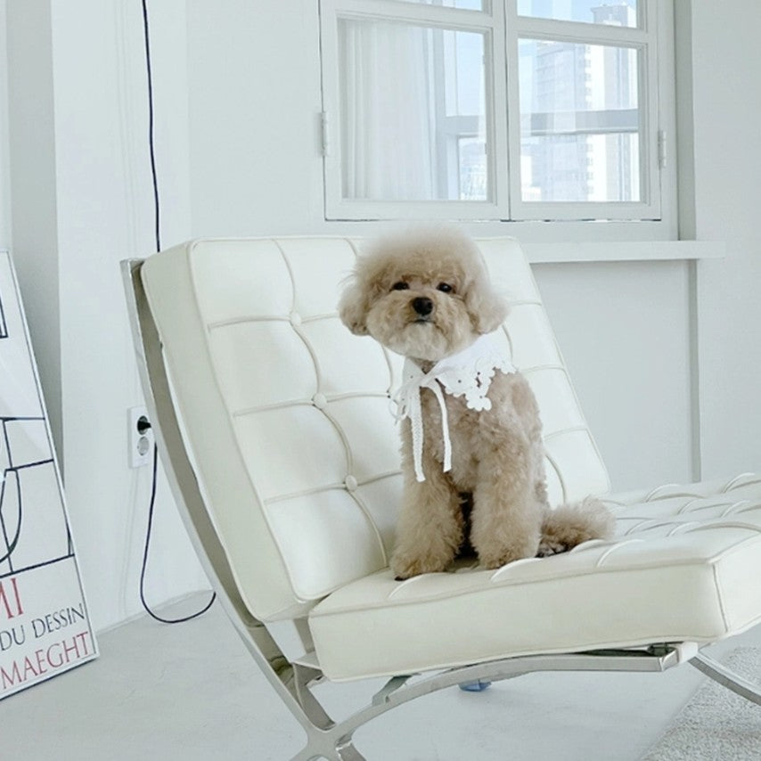 White Cooz Collar